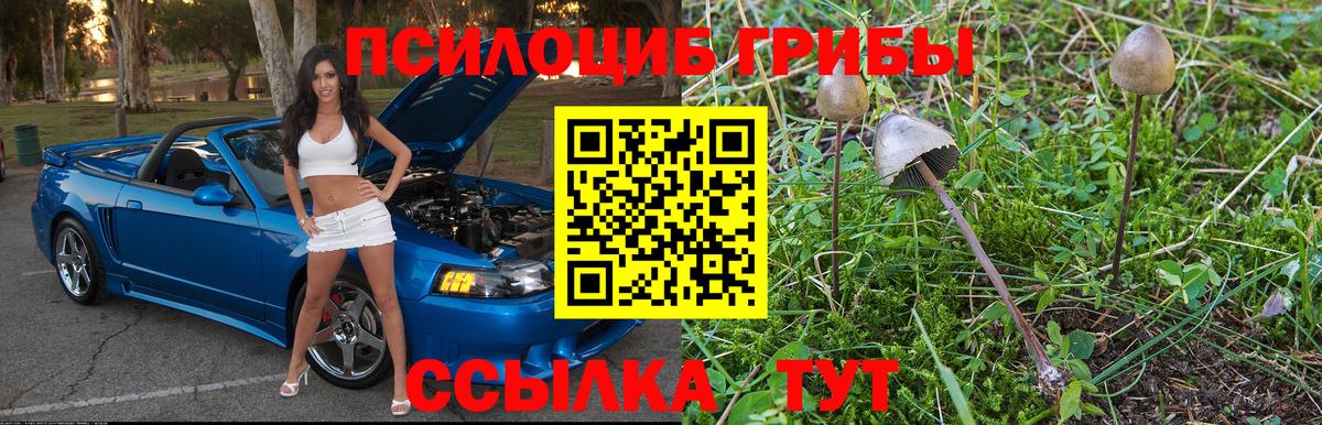 Галлюциногенные грибы Psilocybe Тихвин